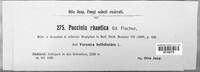 Puccinia rhaetica image